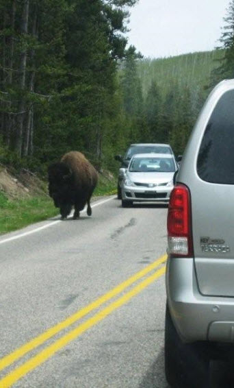Bison hogs the road